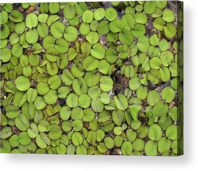 Lily Pads Acrylic Print featuring the photograph Lily Pads in Marsh on Lake Catemaco by Lorena Cassady