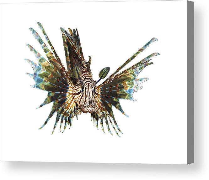 Abstract Acrylic Print featuring the mixed media Lionfish - Close and intense - Reduced to the MAX - by Ute Niemann