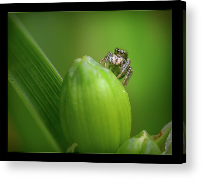 Spider Jumping Green Acrylic Print featuring the photograph Little Jumper by Timothy Harris