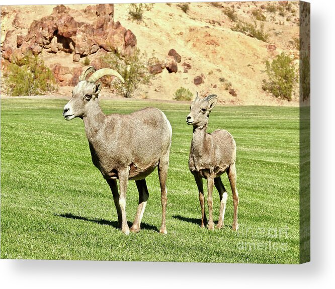 Nevada Acrylic Print featuring the photograph Little Lamb by Beth Myer Photography