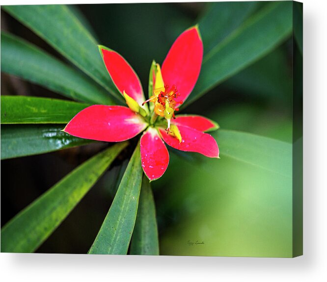 Flower Acrylic Print featuring the photograph Little Red Flower by Penny Lisowski