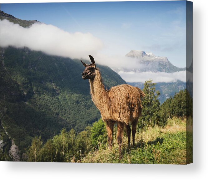 Llama Acrylic Print featuring the photograph Llama in Mountain Landscape by Nicklas Gustafsson