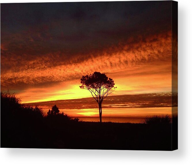 Landscape Acrylic Print featuring the photograph Lone Pine 1 by Michael Stothard