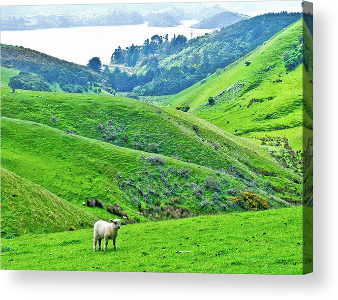 Lone Sheep New Zealand Green Dunedin Hills Acrylic Print featuring the photograph Lone Sheep in Dunedin, New Zealand by David Morehead