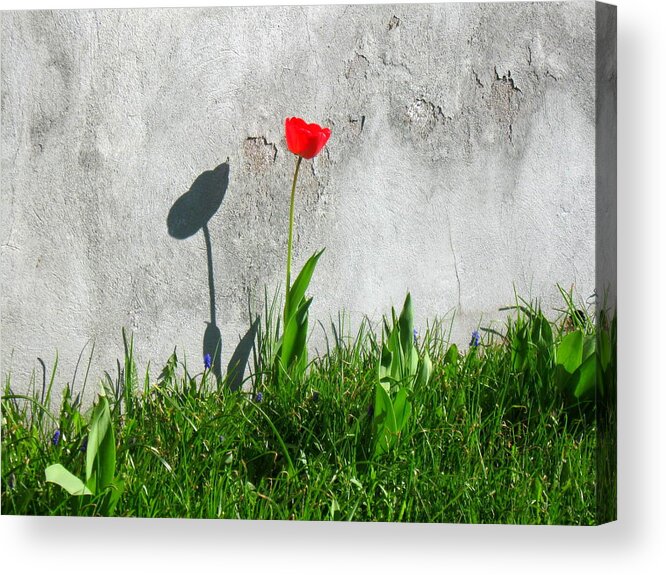 Flower Acrylic Print featuring the photograph Lonely tulip by Pauli Hyvonen