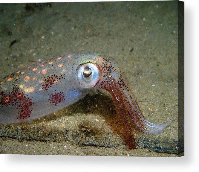 Squid Acrylic Print featuring the photograph Longfin Squid by Brian Weber