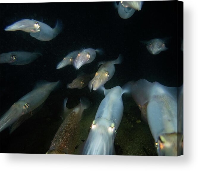 Squid Acrylic Print featuring the photograph Longfin Squid in formation by Brian Weber