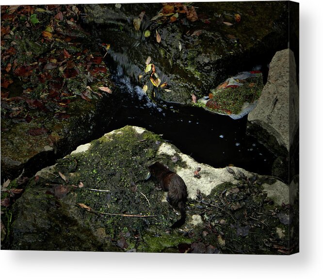 Lunch Time Acrylic Print featuring the photograph Lunch Time by Cyryn Fyrcyd