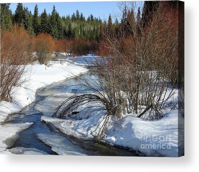 Creek Acrylic Print featuring the photograph Mackin Creek in March by Nicola Finch