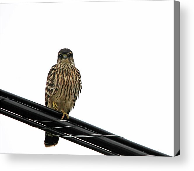 Merlin Acrylic Print featuring the photograph Magical Merlin by Debbie Oppermann