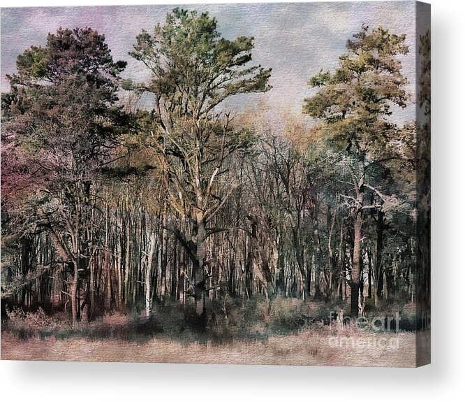 Nature Acrylic Print featuring the photograph Maine Forest by Marcia Lee Jones
