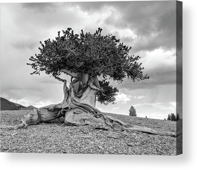 Great Basin Acrylic Print featuring the photograph Majestic Bristlecone by Gretchen Baker