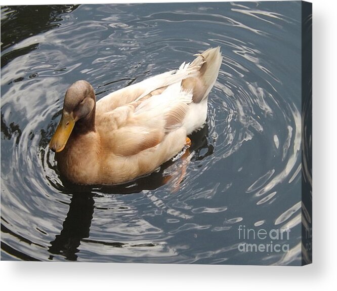Orange Billed Goose Acrylic Print featuring the photograph Making Waves by Denise Morgan