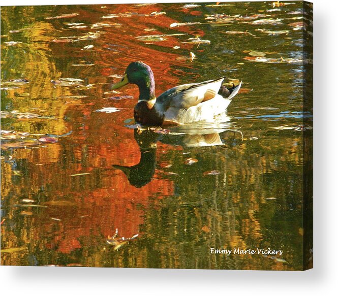 Autumn Acrylic Print featuring the photograph Mallard Duck In the Fall by Emmy Marie Vickers