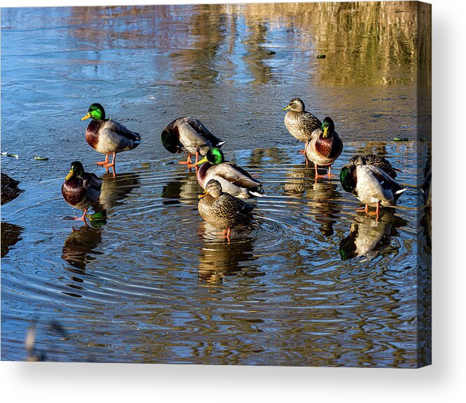 5- Places Acrylic Print featuring the photograph Mallard ducks chilling out by Louis Dallara