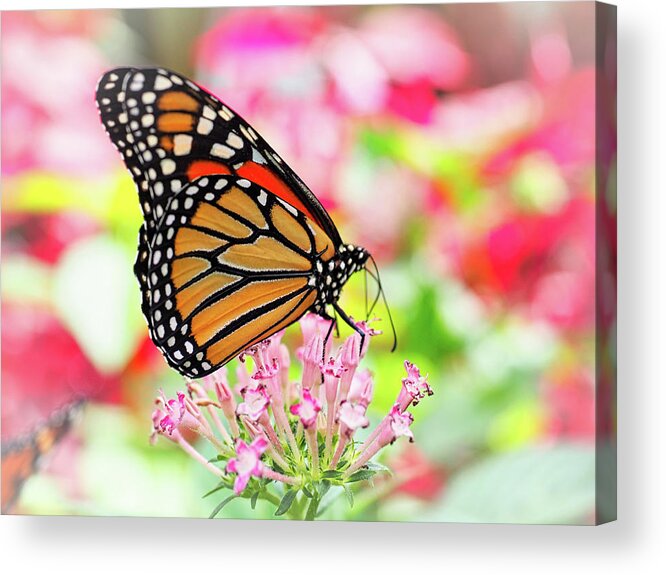 Butterfly Acrylic Print featuring the photograph Monarch Butterfly 006 by James C Richardson