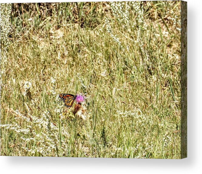 Butterfly Acrylic Print featuring the photograph Monarch Butterfly by Amanda R Wright