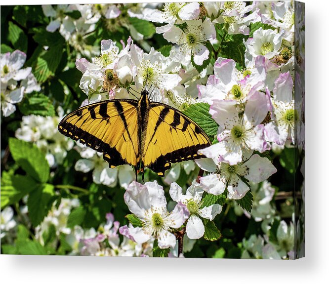 Animals Acrylic Print featuring the photograph Monarch Butterfly by Louis Dallara