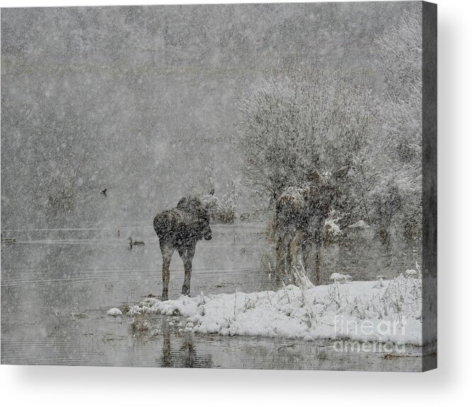 Moose Acrylic Print featuring the photograph Moose and Mallard by Nicola Finch