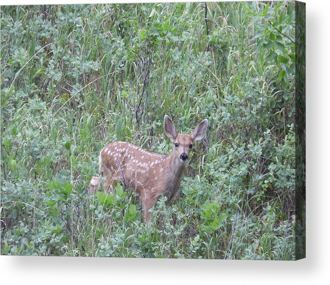 Fawn Acrylic Print featuring the photograph Mule Deer Fawn by Amanda R Wright