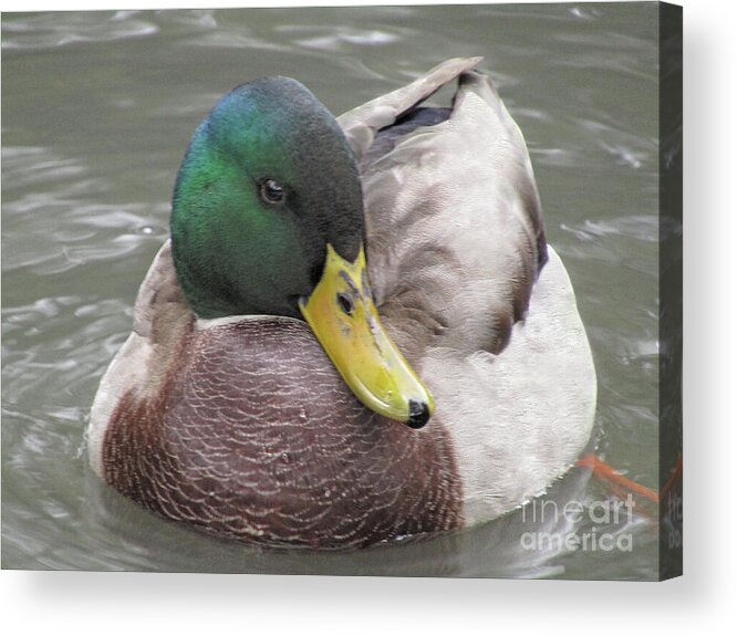 Duck Acrylic Print featuring the photograph My Right Side Is My Best Side by Kim Tran
