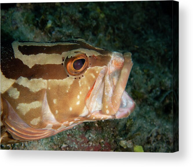 Grouper Acrylic Print featuring the photograph Nassau Grouper by Brian Weber