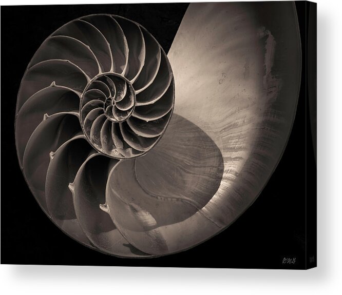  Black And White Acrylic Print featuring the photograph Nautilus Shell V Toned by David Gordon