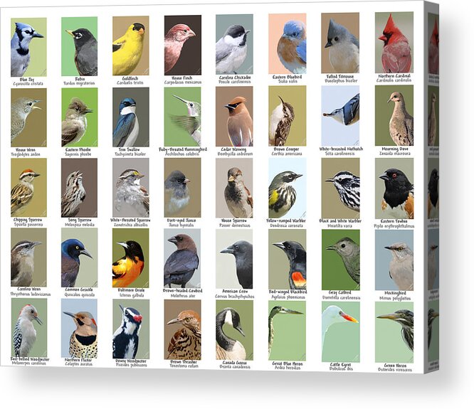 Nature Acrylic Print featuring the mixed media North American Birds by Judy Cuddehe