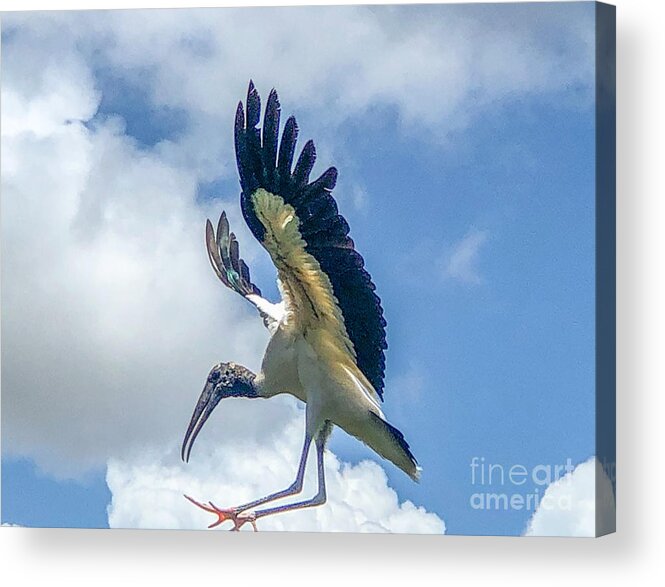 Wood-stork Acrylic Print featuring the photograph Wood-Stork by William Wyckoff