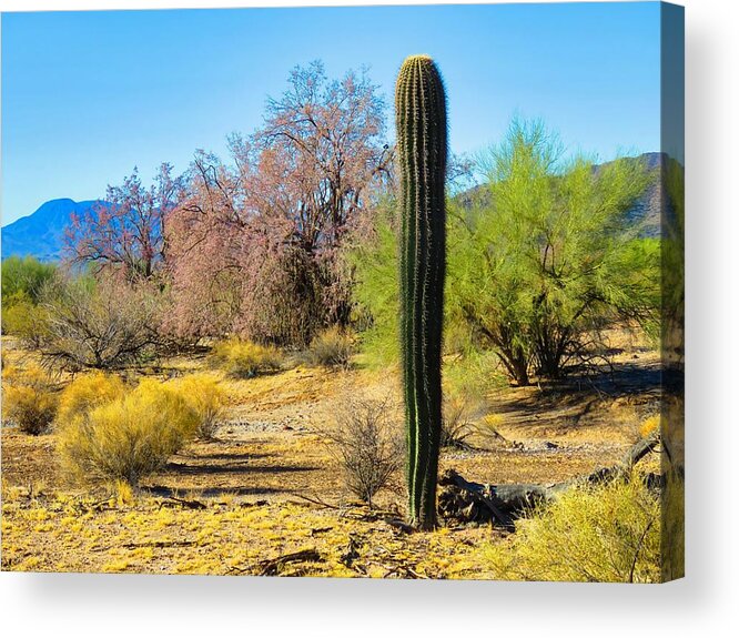 Arizona Acrylic Print featuring the photograph On the Ironwood Trail by Judy Kennedy