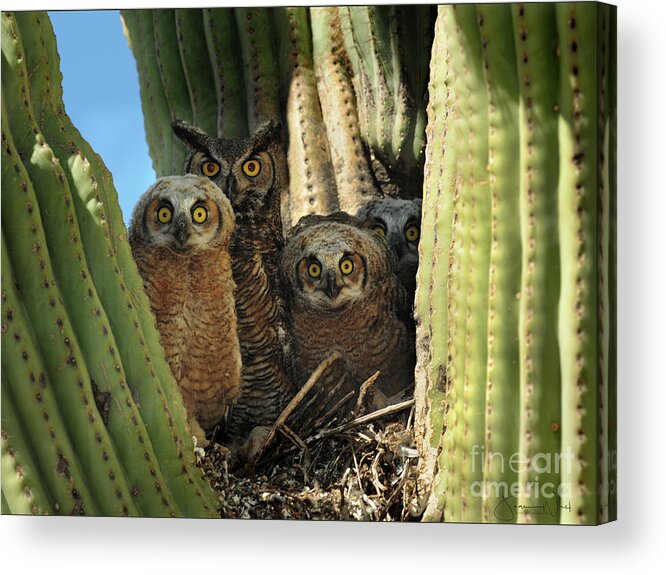 Great Horned Acrylic Print featuring the photograph Owl Family in Saguaro Nest by Joanne West