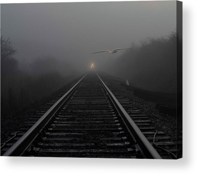 Owl Acrylic Print featuring the photograph Owl in the fog by Rob Mclean