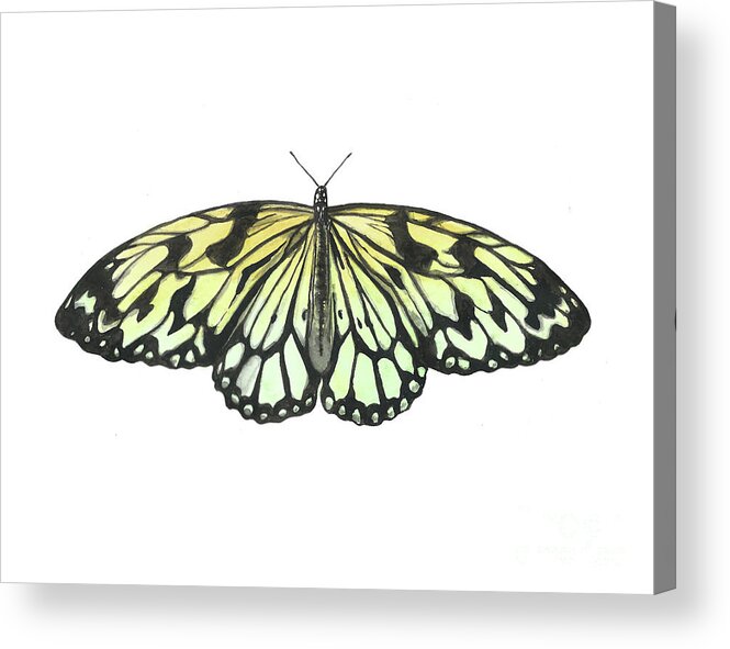 Butterfly Acrylic Print featuring the painting Paper Kite Butterfly by Pamela Schwartz