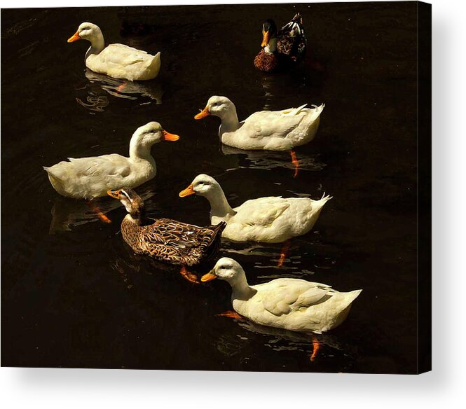 Ducks Acrylic Print featuring the photograph Pas de Duck by Edward Shmunes