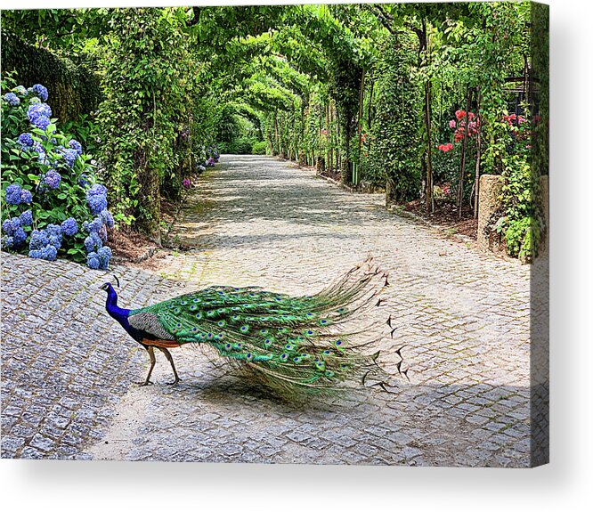 Peacock Acrylic Print featuring the photograph Peacock of Aveleda 2 by Jill Love