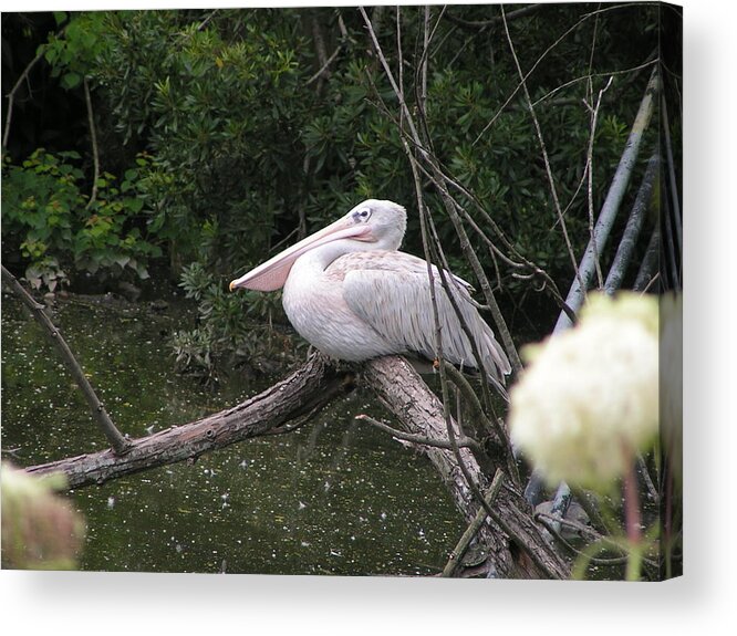 Pelican Acrylic Print featuring the photograph Perched by Heather E Harman