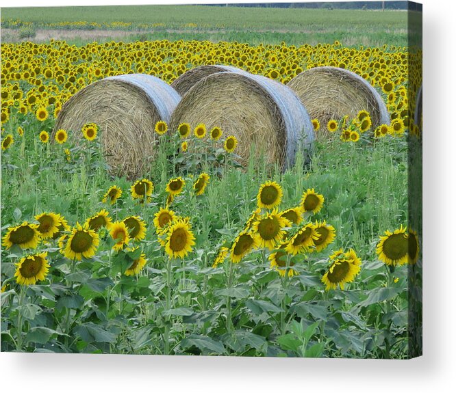 Peterson Farm Brothers Acrylic Print featuring the photograph Peterson Farm Brothers Sunflower Trails by Keith Stokes