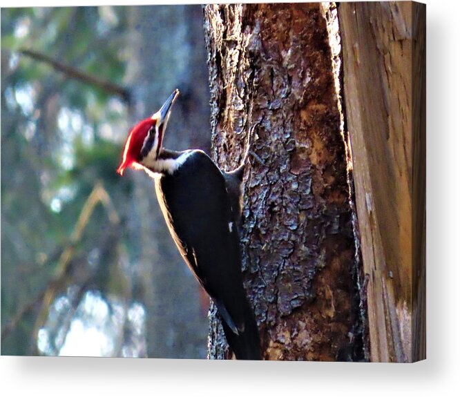 Birds Acrylic Print featuring the photograph Pileated Woodpecker at Rancocas Nature Preserve by Linda Stern