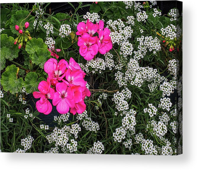 Flower Acrylic Print featuring the photograph Pink and White Flowers 683 by James C Richardson