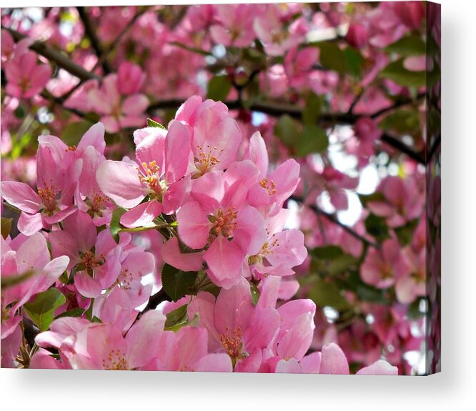 Cherry Blossoms Acrylic Print featuring the photograph Pink Blossoms by Amanda R Wright