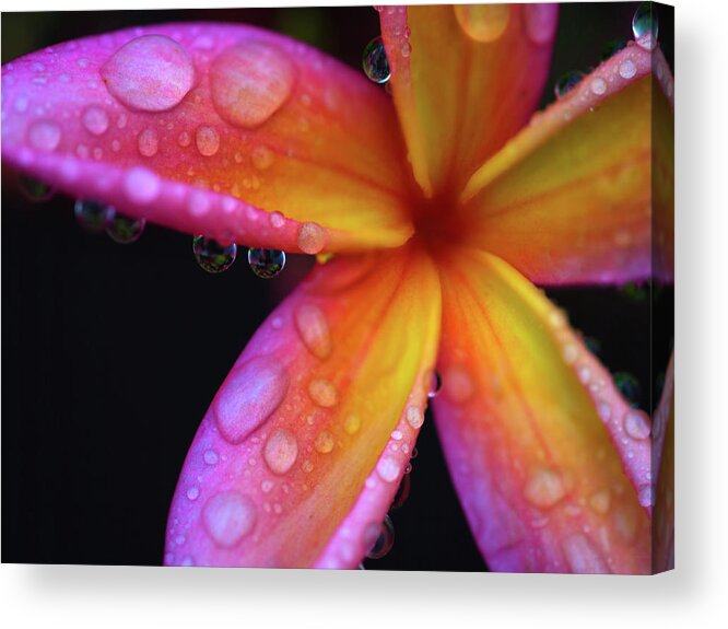 Plumeria Acrylic Print featuring the photograph Pink Plumeria by Christopher Johnson
