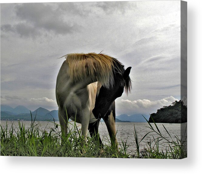 Horse Acrylic Print featuring the photograph Pinto horse on shore of Lake Catemaco Veracruz Mexico by Lorena Cassady