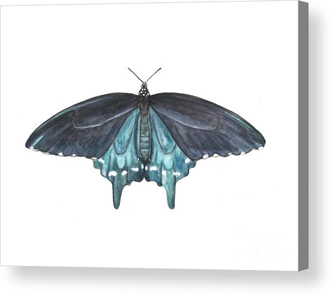 Butterfly Butterflies Florida American Pipevine Swallowtail Blue Navy Transformation Watercolor Acrylic Print featuring the painting Pipevine Swallowtail Butterfly by Pamela Schwartz