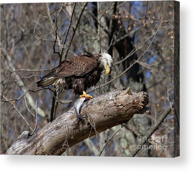 Eagle Acrylic Print featuring the photograph Plenty of Fish by Chris Scroggins