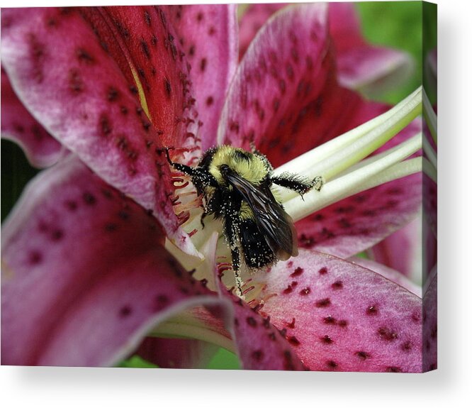 Bumblebee Acrylic Print featuring the photograph Pollenated Bumble by Jeffrey Peterson