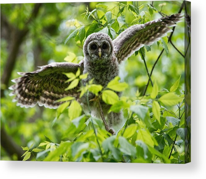 Owlet Acrylic Print featuring the photograph Practice Flight by Judy Link Cuddehe