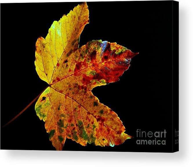 Fall Acrylic Print featuring the photograph Pretty Leave On Black by Claudia Zahnd-Prezioso