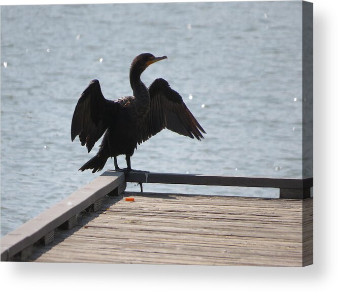 Bird Acrylic Print featuring the photograph Proud Bird by Raymond Fernandez