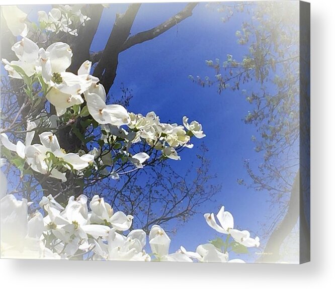 Dogwood Acrylic Print featuring the photograph Purity of Dogwood by Angela Davies