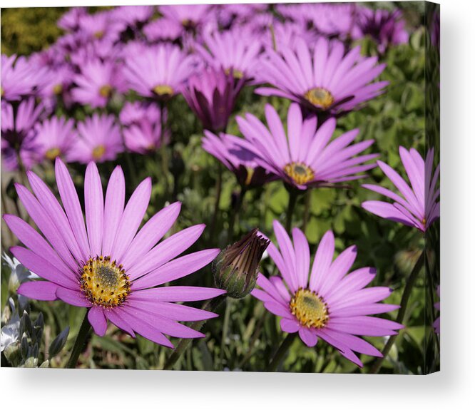 Chrysanthemum Acrylic Print featuring the photograph Purple Chrysanthemums. by Nik Taylor